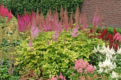 ASTILBE "COLOR FLASH LIME", C2