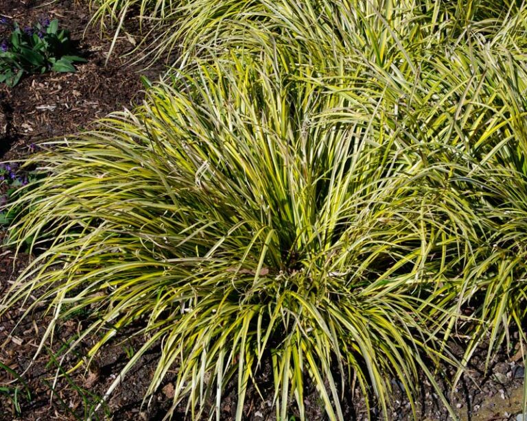 ACORUS GRAMINEUS "OBOROZUKI", C2