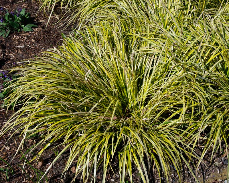 ACORUS GRAMINEUS "OBOROZUKI", C2