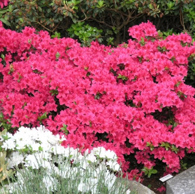 AZALEA JAPONICA "KERMESINA", C2