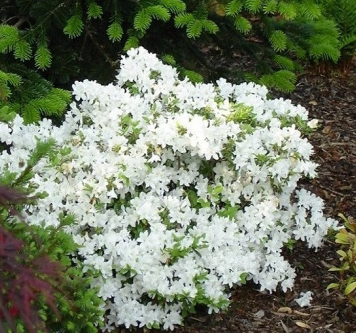 AZALEA JAPONICA "PLEASANT WHITE", C2