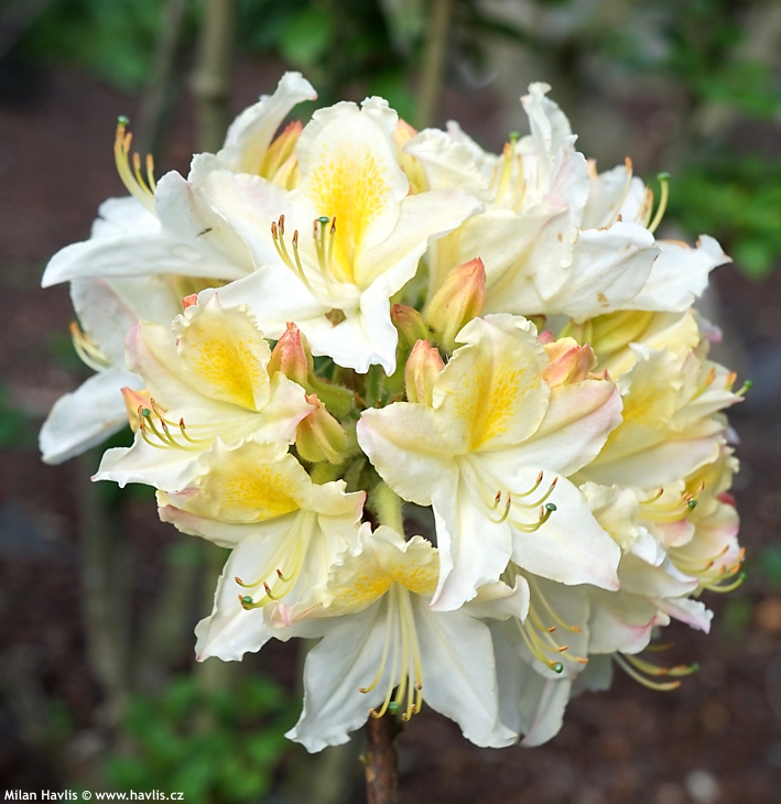 AZALEA "DAVIESII", C5