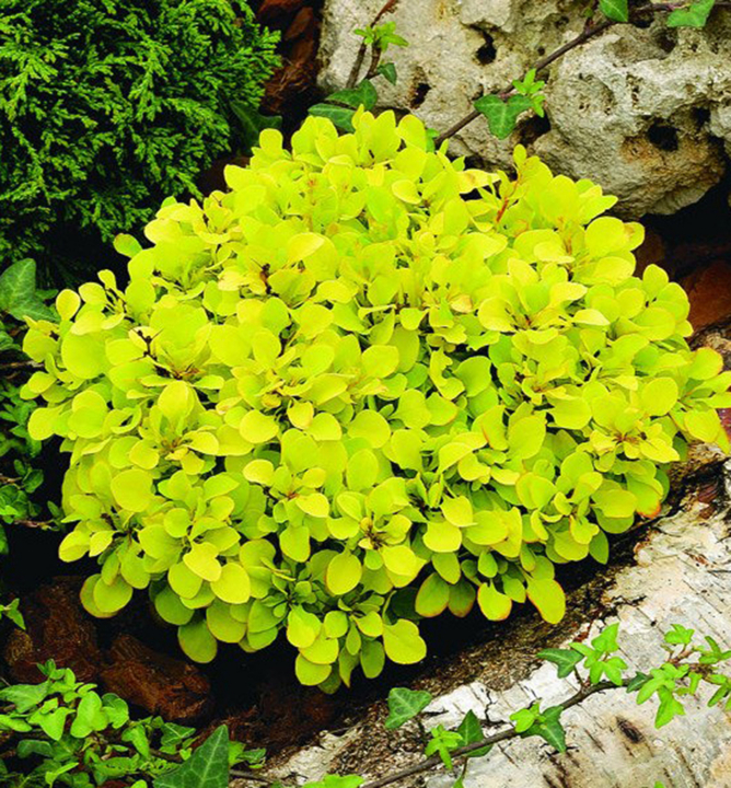 BERBERIS "TINY GOLD", C2