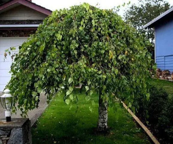 BETULA "ZOLD SZAKÁLL", C10