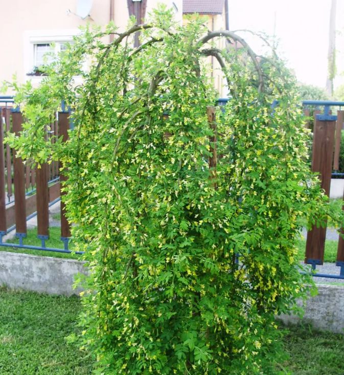 CARAGANA ARBORESCENS "PENDULA", C5