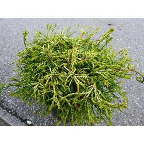 CHAMAECYPARIS OBTUSA "GITTE", C2