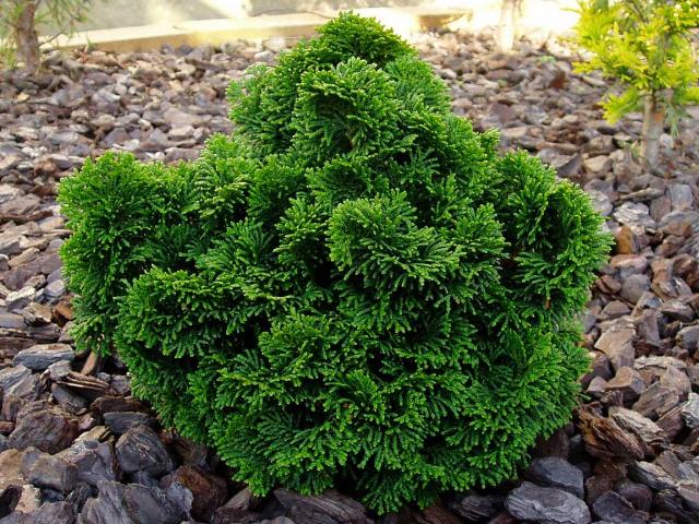 CHAMAECYPARIS OBTUSA "NANA GRACILIS", C4,6