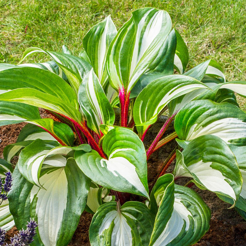 HOSTA "RASPBERRY SUNDAE", C2