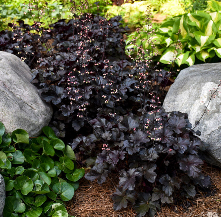 HEUCHERA "BLACK PEARL", C2