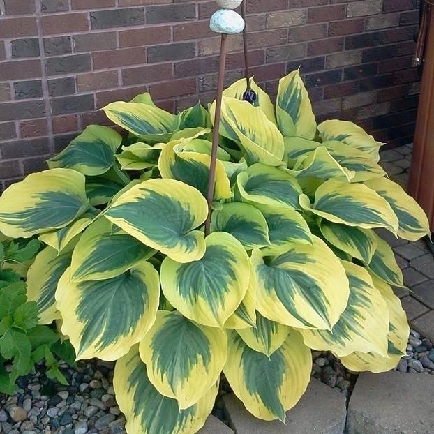 HOSTA "LIBERTY", C2