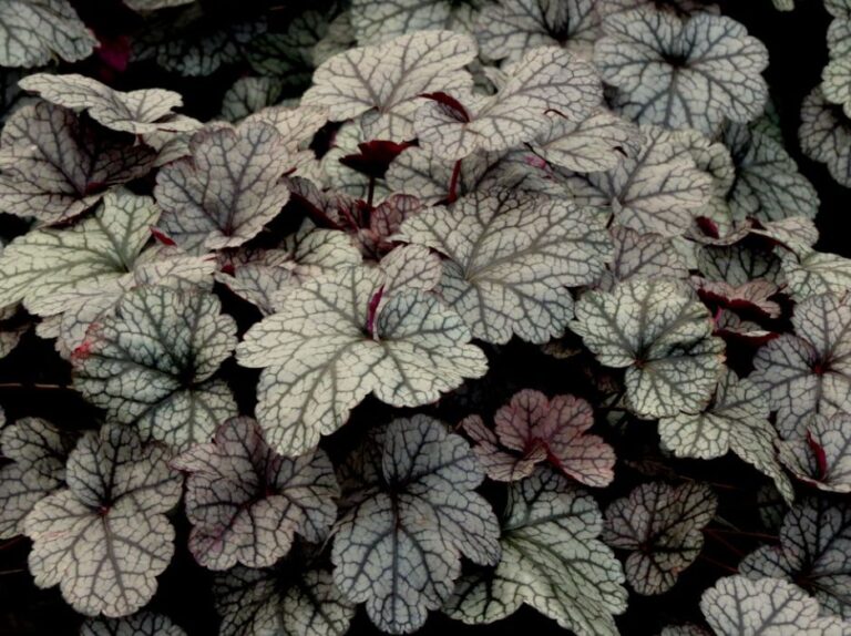 HEUCHERA "SILVER SCROLLS", C2
