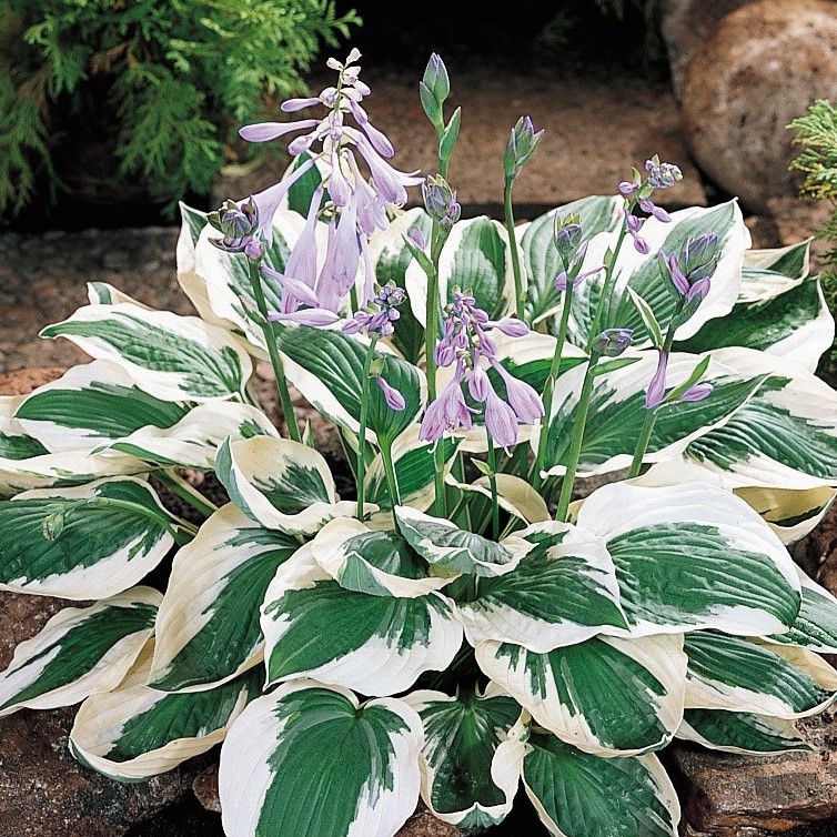 HOSTA "PATRIOT", C2