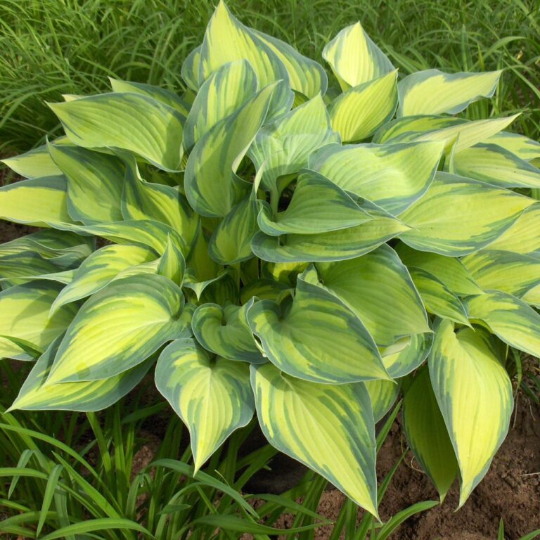 HOSTA "JUNE", C2