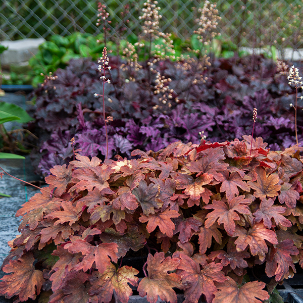HEUCHERELLA "SWEET TEA", C2