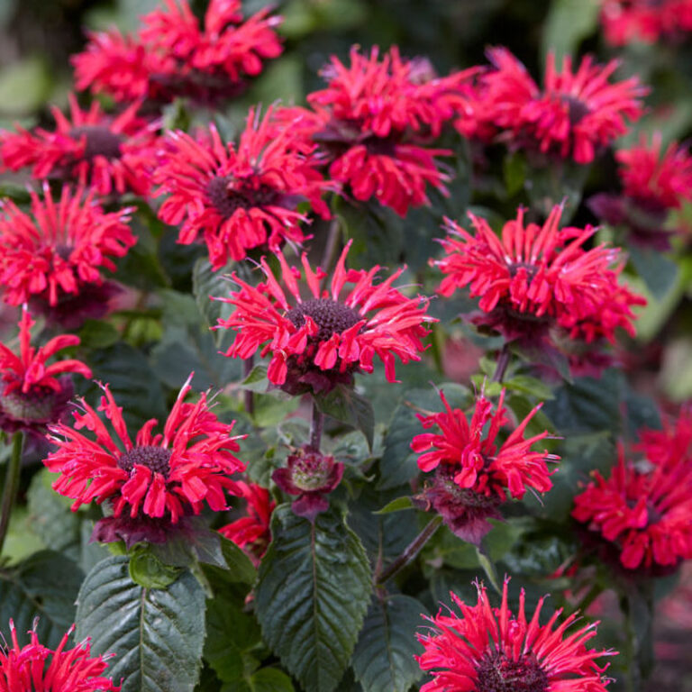 MONARDA "BEE HAPPY", C2