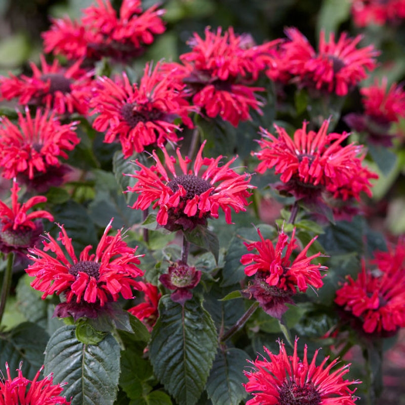 MONARDA "BEE HAPPY", C2