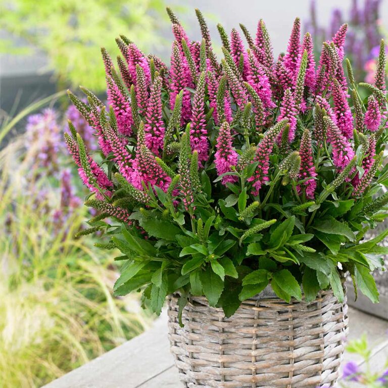 VERONICA SPICATA "BUBBLEGUM CANDLES", C2