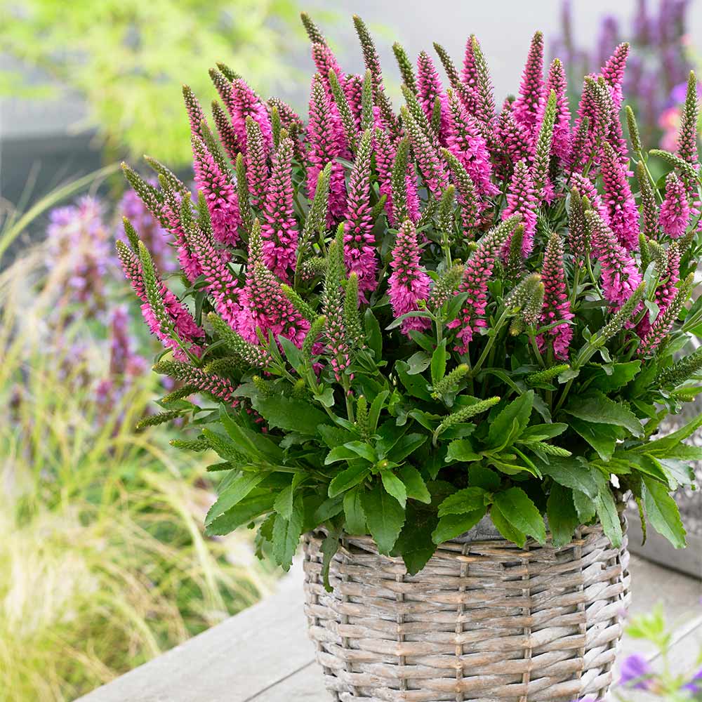 VERONICA SPICATA "BUBBLEGUM CANDLES", C2