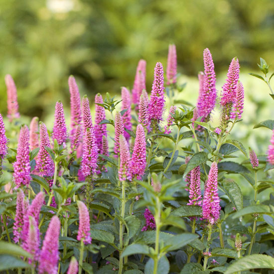 VERONICA LONGIFOLIA "FIRST LOVE", C2