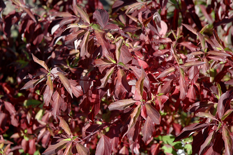 CORNUS ALBA "RED GNOME", C2