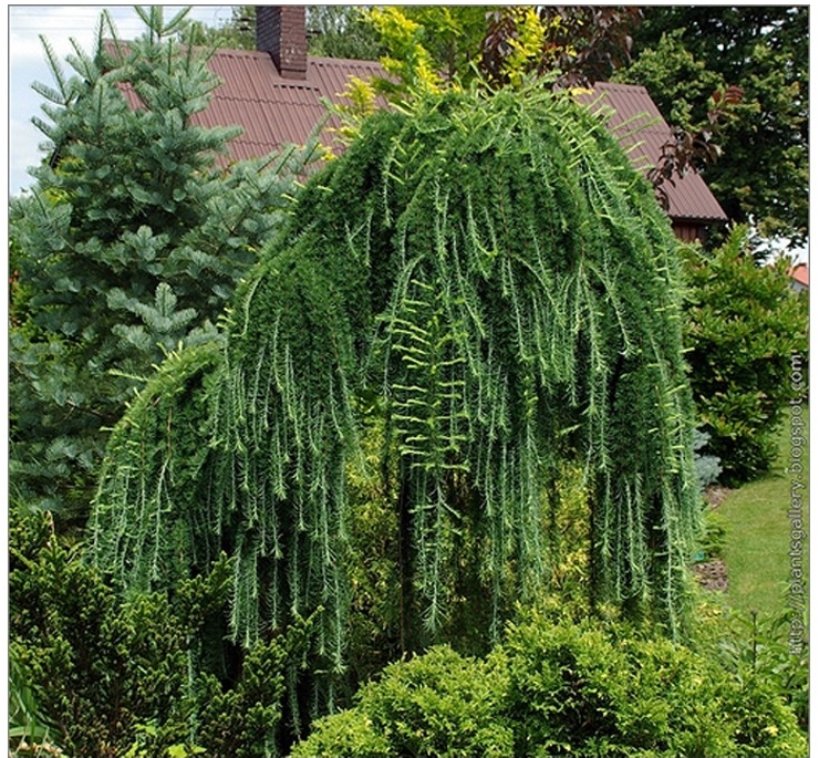 LARIX DECIDUA "PENDULA", C5