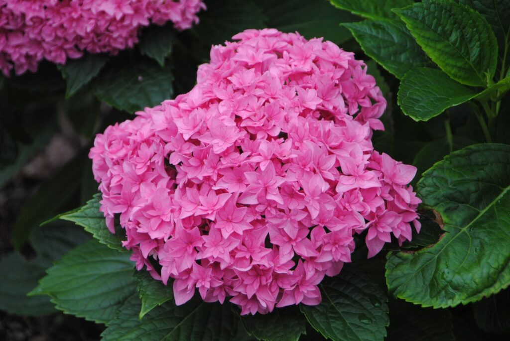 HYDRANGEA "PERFECTION", C3