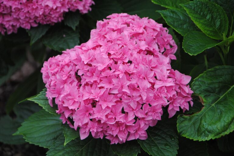 HYDRANGEA "PERFECTION", C3