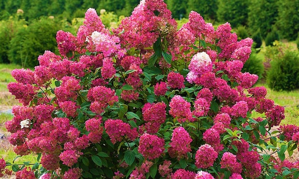 HYDRANGEA PANNICULATA "WIMS RED", C2