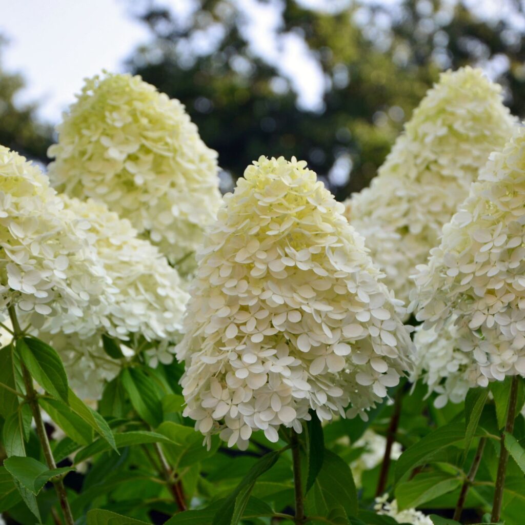HYDRANGEA PANNICULATA "LIMELIGHT", C2