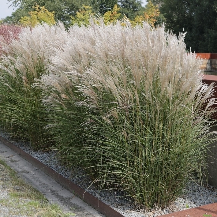 MISCANTHUS SINENSIS "KLEINE SILBERSPINNE", C2