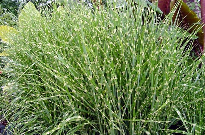 MISCANTHUS SINENSIS "ZEBRINUS", C2