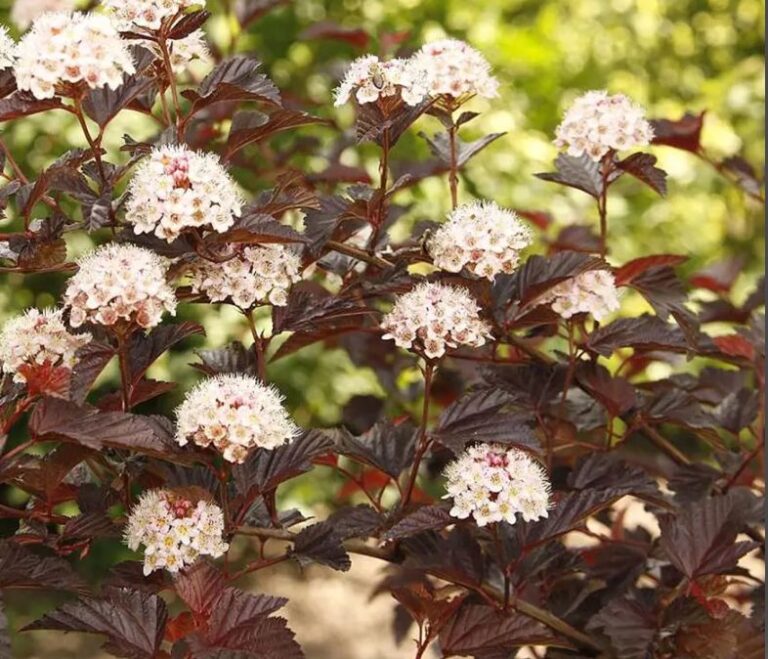 PHYSOCARPUS OPULIFOLIUS "DIABLE DOR MINDIA", C2
