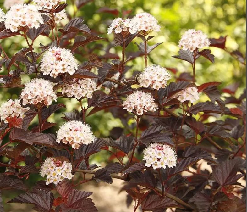 PHYSOCARPUS OPULIFOLIUS "DIABLE DOR MINDIA", C2