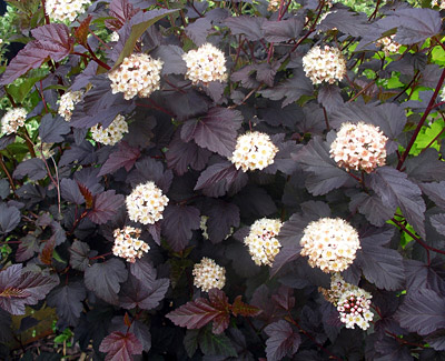 PHYSOCARPUS OPULIFOLIUS "DIABOLO", C3