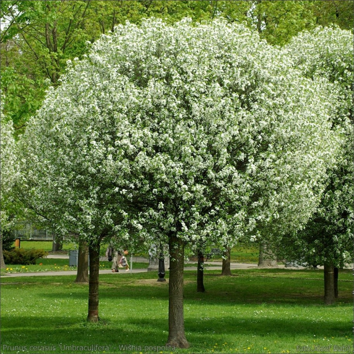 PRUNUS x EMINENS "UMBRACULIFERA", C4
