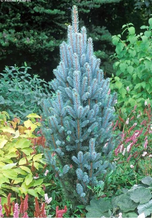 PICEA PUNGENS "ISELI FASTIGIATA", C5