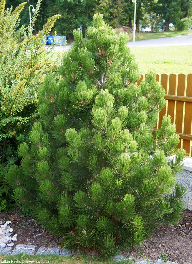 PINUS HELDREICHII "MALINKI", C3