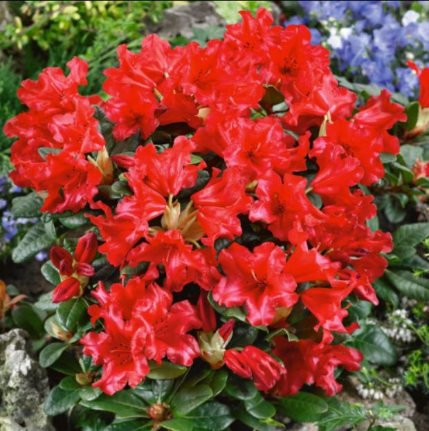 RHODODENDRON "SCARLET WONDER", C5