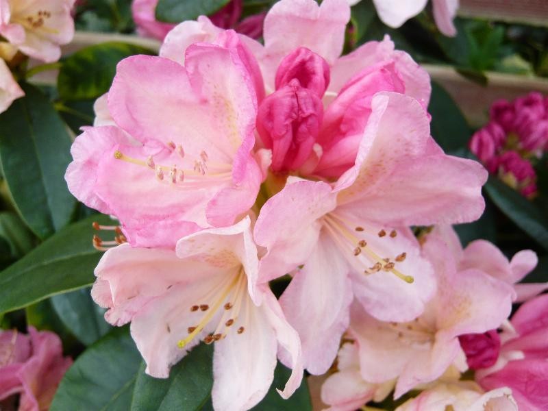 RHODODENDRON "PERCY WISEMAN", C5