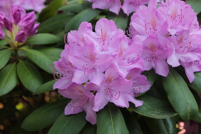 RHODODENDRON "CATAWBIENSE GRANDIFLORUM", C5