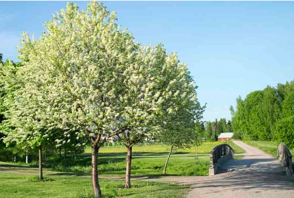 SORBUS INTERMEDIA, C12