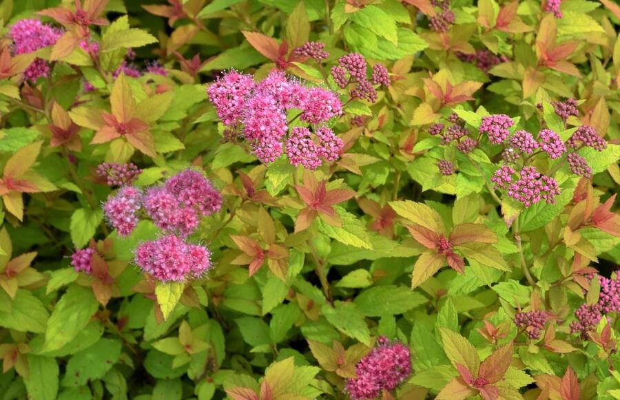 SPIRAEA JAPONICA "GOLDEN CARPET", C2