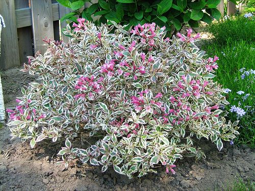 WEIGELA "VERWEIG 3", C3