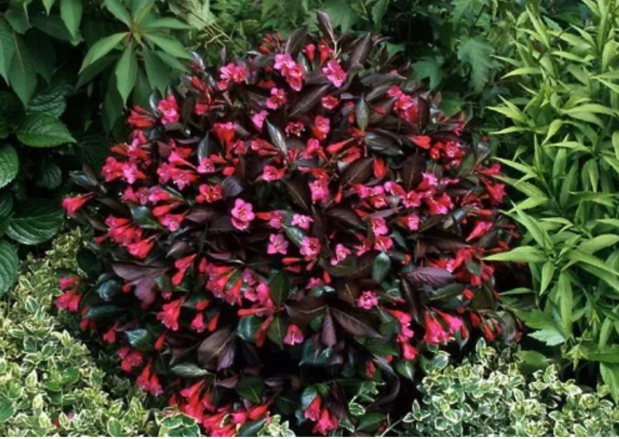 WEIGELA "ALEXANDRA", C2