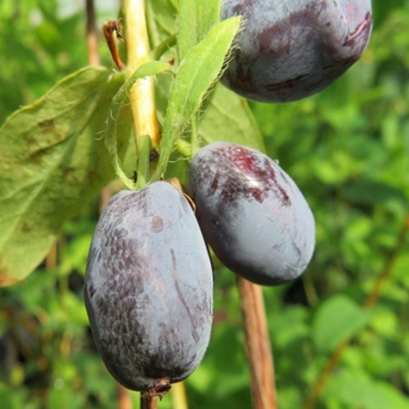 STRAWBERRY SENSATION ®