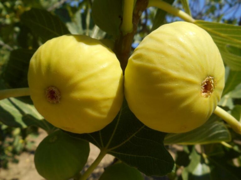 Figovník FIORONE GIALLO, kont.