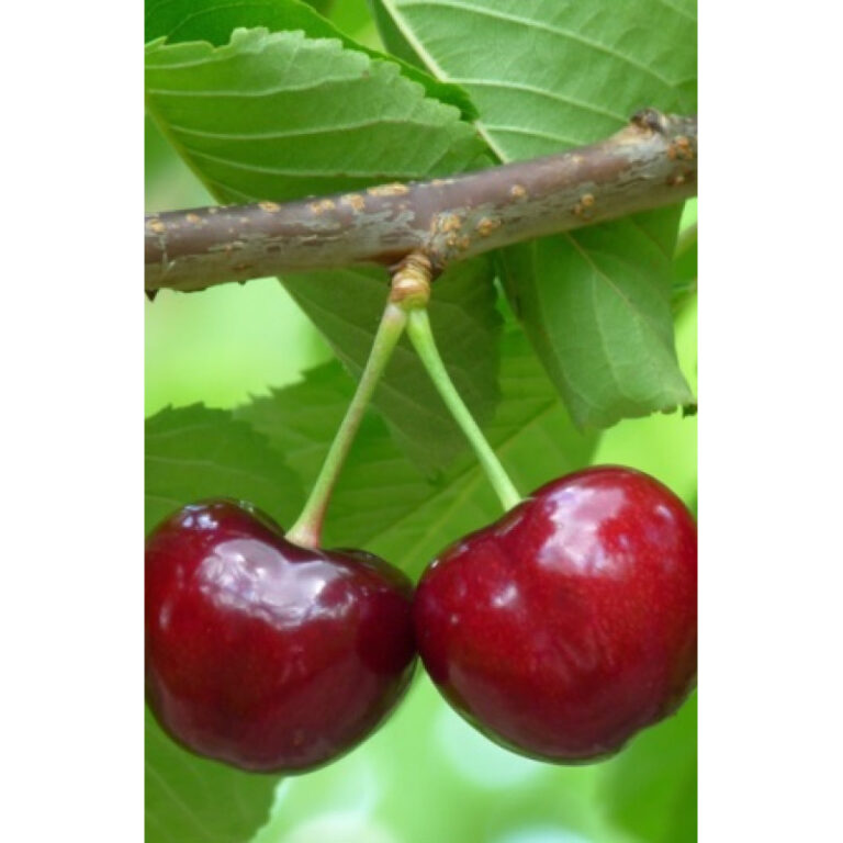 SABRINA, mah., kont.