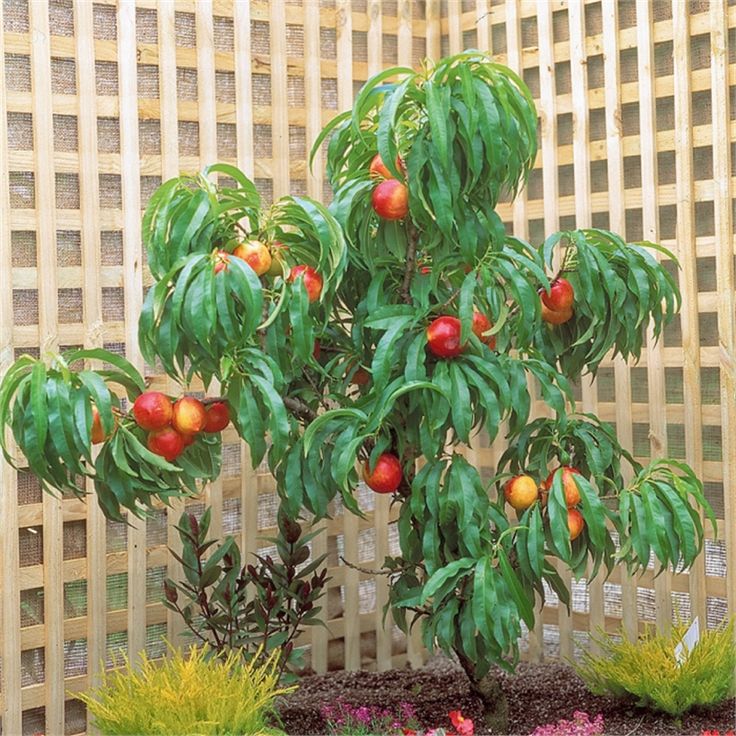 MINI NEKTARINKA, kont.