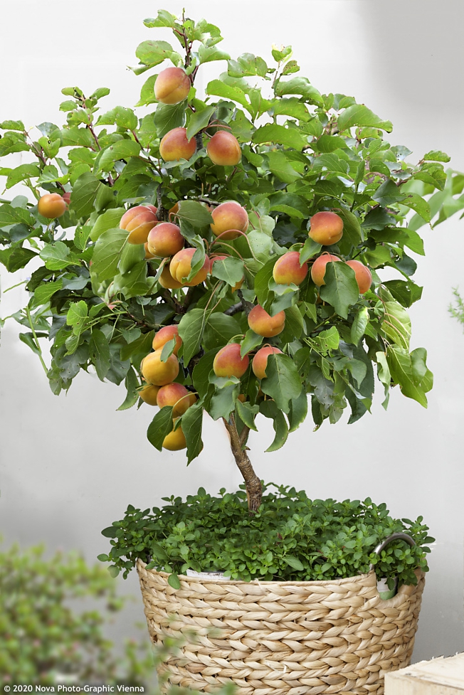 MINI MARHUĽA, kont.