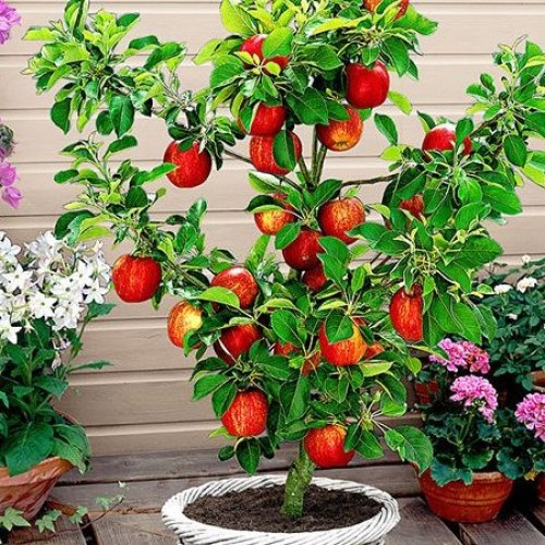 MINIJABLOŇ ČERVENOPLODÁ, M7, kont.